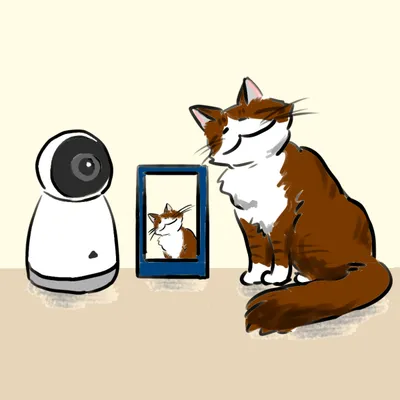 猫の留守番を見守るカメラ、スマホでおすすめできる機種は？